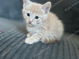 5 mix litter kittens