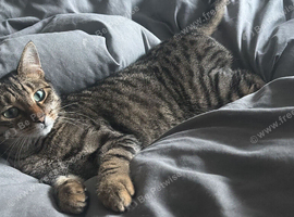 Loui male cat