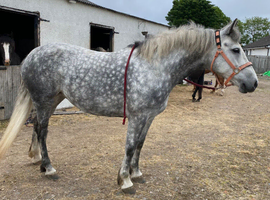 Irish Sports Horse X Irish Draught