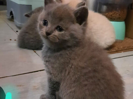 British shorthair kitten