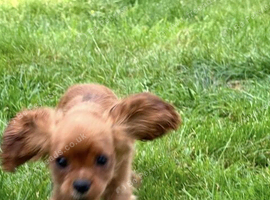 Home Raised Cavalier King Charles Spaniels