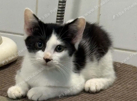Kittens for sale