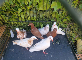 Pigeons for sale, enfield 10-20 each