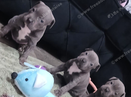 Blue Staffordshire pups