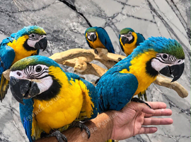 Stunning Baby HandReared Friendly Super Tame Cuddly Blue & Gold Macaw Parrot, 26