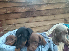 Daschund puppies