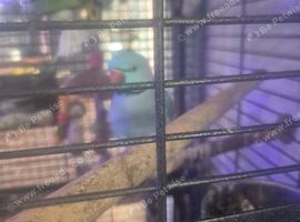 A pair of blue ringneck