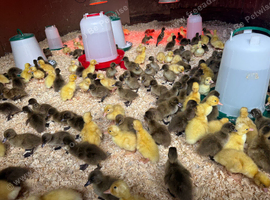 Day old khaki cambells and cherry valley females