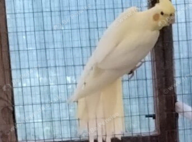 Lutino Cockatiel