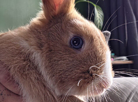 Male and female bunny's