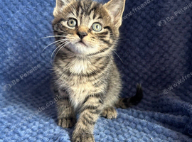 Mainecoon x