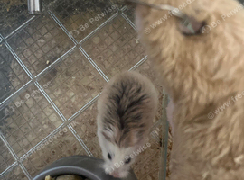 young male hamster and cage