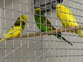 Exhibition budgies