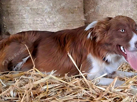Red Border Collie