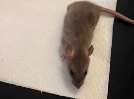 5 female rats
