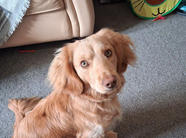 1 year old male cockapoo