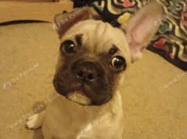 Frenchie x Pug