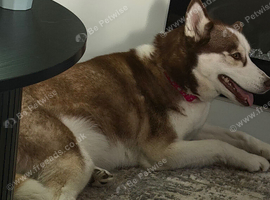 Puppies Siberian husky / full Labrador