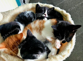 WARNING: Extreme Cuteness Overload Imminent!