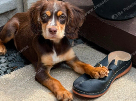 Choclate and tan tri working cocker bitch pup
