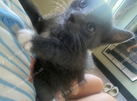 Beautiful kittens