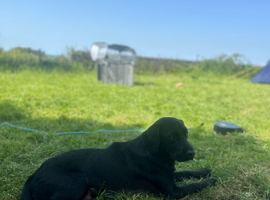 Labrador puppies