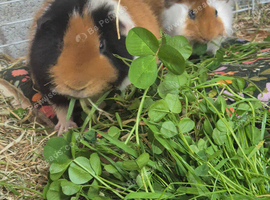 Bonded boars