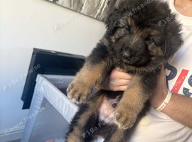 German Shepherd Caucasian Shepherd Swiss Shepherd Puppys
