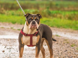 New english bulldog blue tri