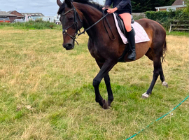 Horse 16.2hh Roxie for sale
