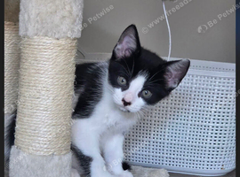Kittens