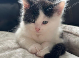 Kittens for sale