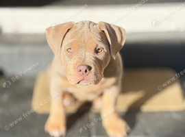 Female 16 weeks old