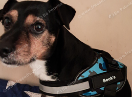 Jack Russell/Patindale