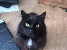 Longhaired 6 year old cat