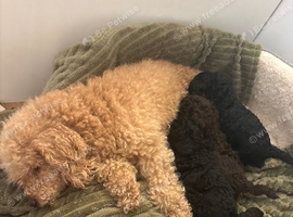 Toy poodle puppies