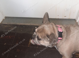To rehome my dog