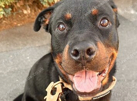 Female Rottweiler For Rehoming