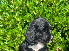 Cocker spaniel puppies
