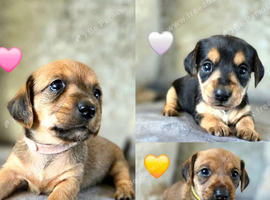 Last 3 Stunning Dorkie Puppies