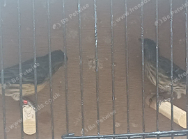 Mexican rose finches