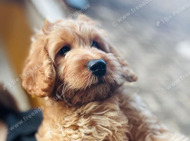F1B cockapoo 2 female left ready to leave