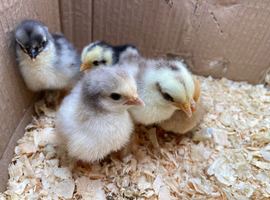 Pekin Bantam chicks