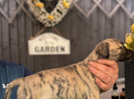 Bedlington whippet puppies