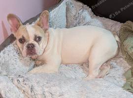 Puppy 5 months fawn pie Frenchie