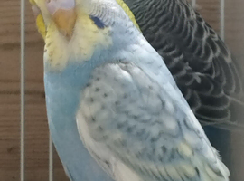 Young budgies