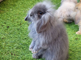 Stunning Mini Lion Lops - READY TO LEAVE