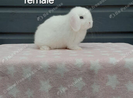 Purebred mini lop rabbit. Ready now