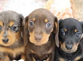 Miniature Dachshund Puppies