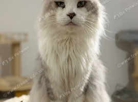 Stunning Maine coon available